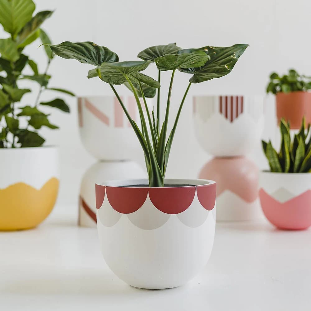 Ιστορίες τραπεζιού